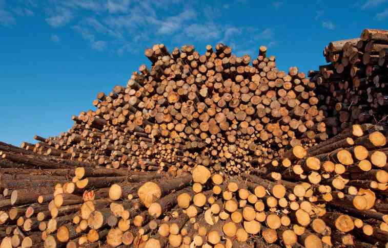 木材期货价格突破680美元(图3)