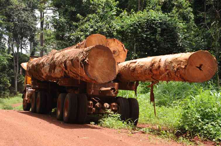 非洲国家禁运令下，中国买家手上的原木订单仍占近80%(图1)