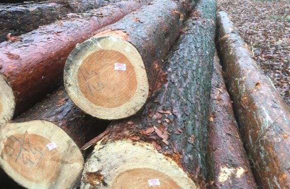 甲虫侵害致木材短缺？德国松木涨价不停，欧洲多国价格走势分化(图1)