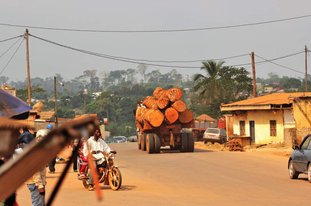 非洲国家禁运令下，中国买家手上的原木订单仍占近80%(图3)