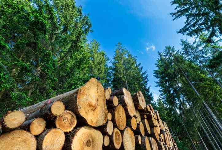 全球木材供应链大洗牌,中国能吃到多少低价“肥肉”?(图3) 全球木材供应链大洗牌,中国能吃到多少低价“肥肉”?(图3)