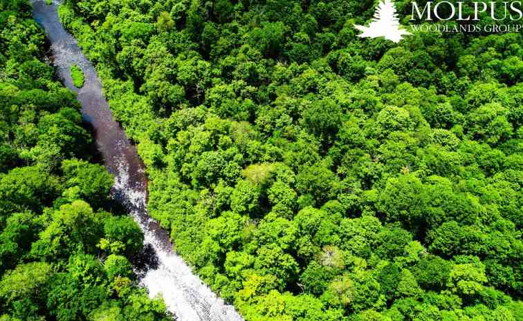 17.3万英亩林地被收购!(图1) 17.3万英亩林地被收购!(图1)