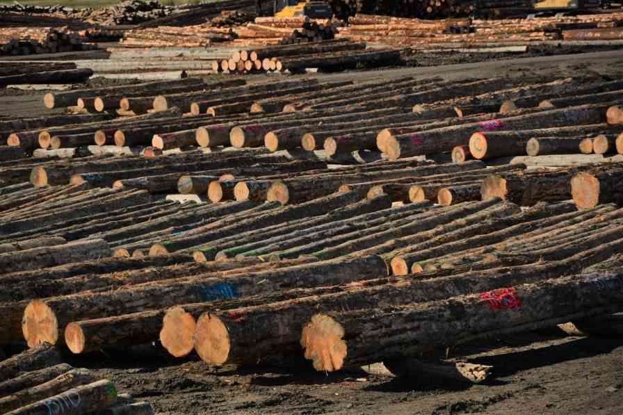 新西兰木材业呼吁政府支持产业升级，开拓高价值市场(图2)