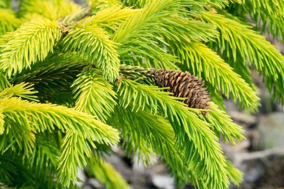 从树木到金矿:微生物介导的金纳米颗粒发现为绿色勘探提供新工具(图1) 从树木到金矿:微生物介导的金纳米颗粒发现为绿色勘探提供新工具(图1)