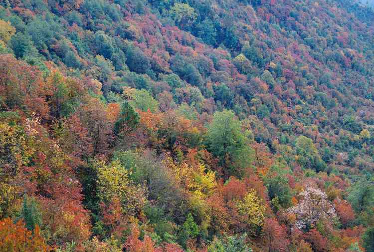 国际研究证实：混合物种林业可同时提升碳封存与森林生产力(图2)