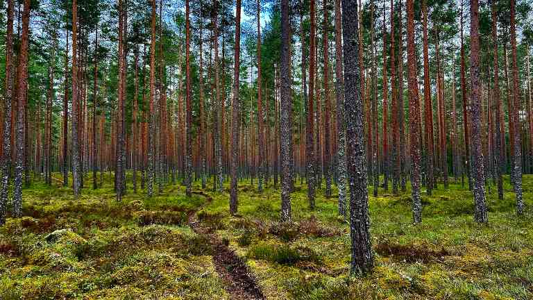 依托优质森林资源：Rettenmeier在拉脱维亚打造最现代化锯木厂(图2)