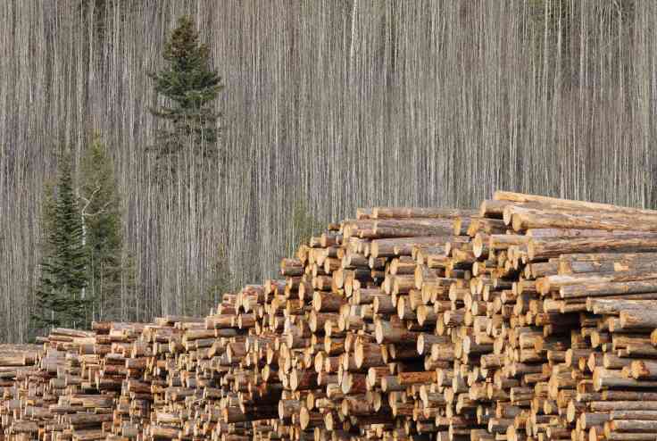 这地再投资3000万支持林业工人!(图2) 这地再投资3000万支持林业工人!(图2)