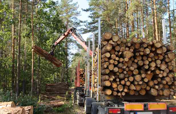 木材期货价格从近两个月高位回落(图2) 木材期货价格从近两个月高位回落(图2)