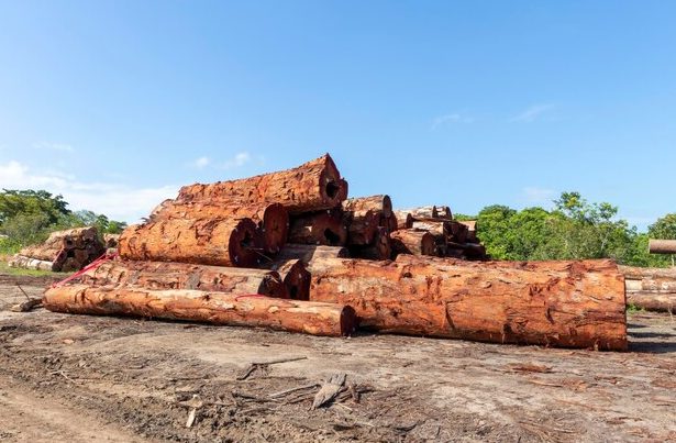 惊现暴跌60.4%！巴西木材遭遇“大地震”，中国买家首当其冲？(图1)