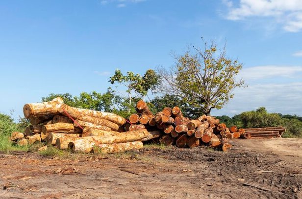 惊现暴跌60.4%！巴西木材遭遇“大地震”，中国买家首当其冲？(图2)