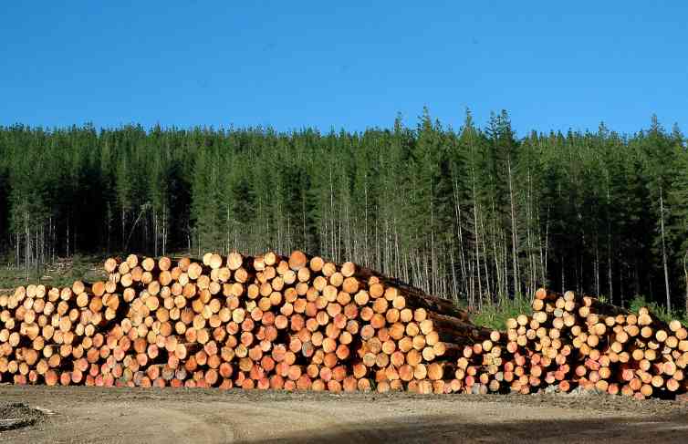 木材实现增产25%？专家：需新建70家锯木厂，单厂造价估计约2亿(图2)