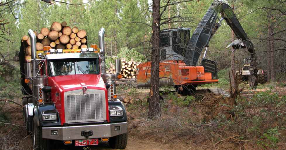 木材实现增产25%？专家：需新建70家锯木厂，单厂造价估计约2亿(图3)