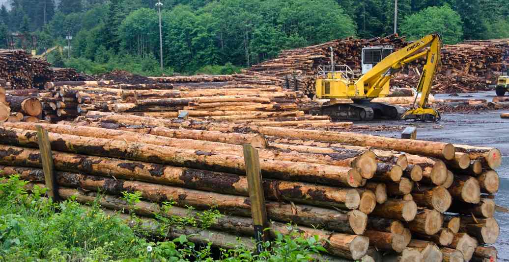 这地提出多项木材行业改革措施,小型锯木厂准入门槛调低!(图2) 这地提出多项木材行业改革措施,小型锯木厂准入门槛调低!(图2)