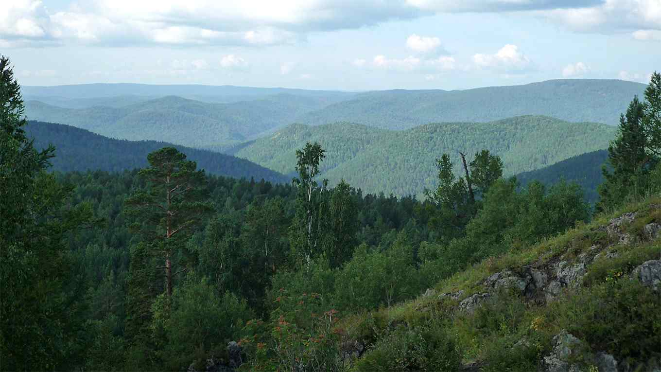 制裁下的俄罗斯林业危机:西伯利亚木材巨头托博尔申请破产(图2) 制裁下的俄罗斯林业危机:西伯利亚木材巨头托博尔申请破产(图2)