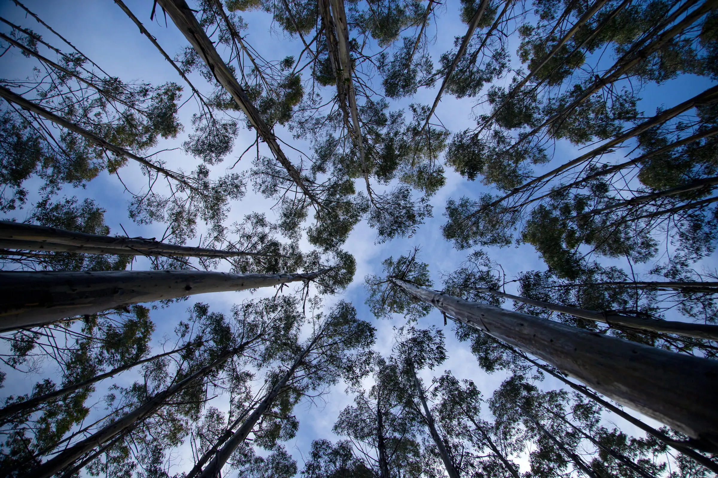 艺术家构想森林外交:在古树下用晚餐推动塔斯马尼亚林业新政(图2) 艺术家构想森林外交:在古树下用晚餐推动塔斯马尼亚林业新政(图2)