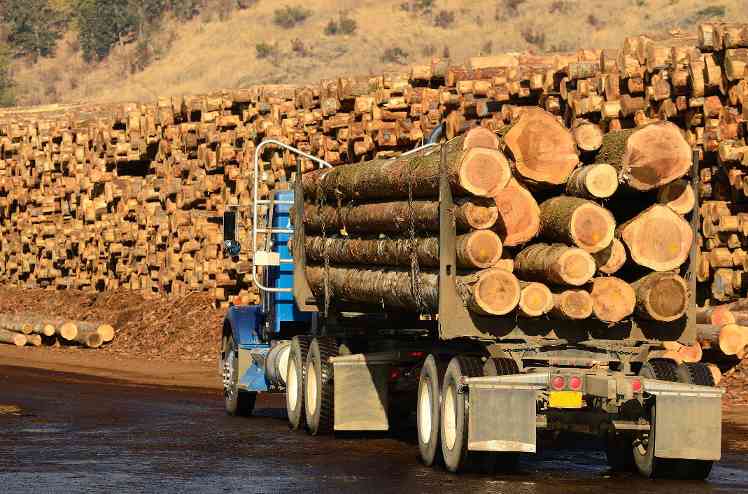 木材加工真香了?这地一年创收32亿,2.7万个就业岗位!(图3) 木材加工真香了?这地一年创收32亿,2.7万个就业岗位!(图3)