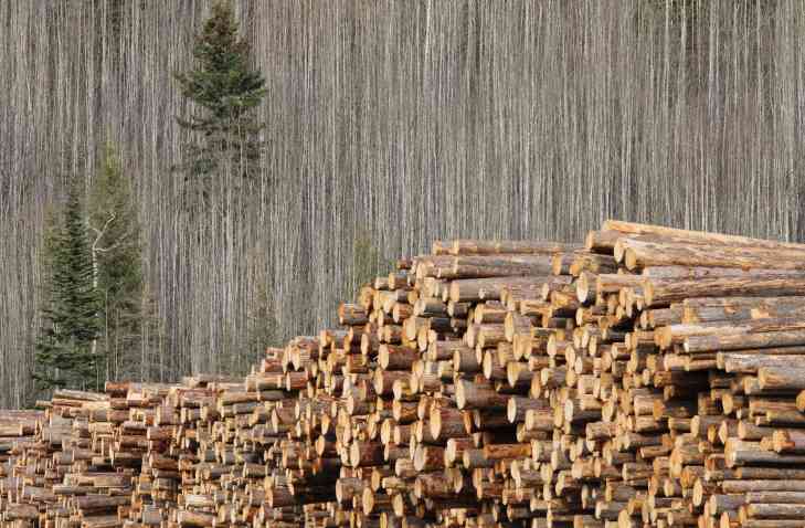 木材加工真香了?这地一年创收32亿,2.7万个就业岗位!(图2) 木材加工真香了?这地一年创收32亿,2.7万个就业岗位!(图2)