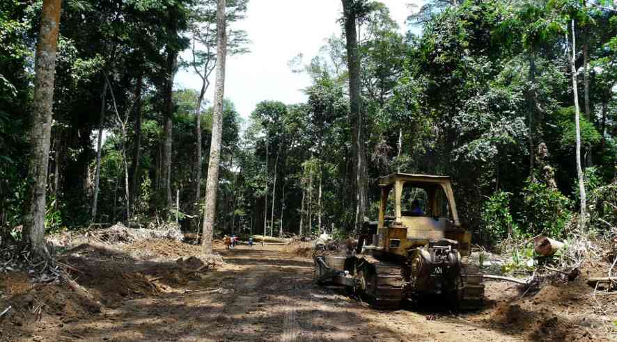 非洲国家:总统大选迫近,当地半数中国锯木厂关停(图1) 非洲国家:总统大选迫近,当地半数中国锯木厂关停(图1)
