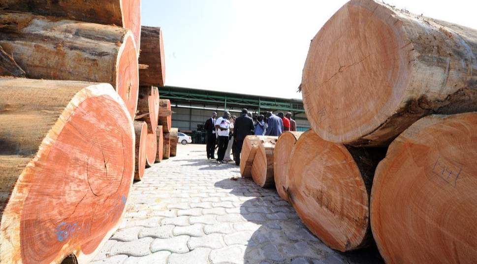 非洲国家:总统大选迫近,当地半数中国锯木厂关停(图3) 非洲国家:总统大选迫近,当地半数中国锯木厂关停(图3)