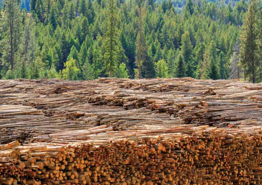 木材争议风云突变:加拿大撤销关税申诉,美方却坐收数十亿!(图2) 木材争议风云突变:加拿大撤销关税申诉,美方却坐收数十亿!(图2)