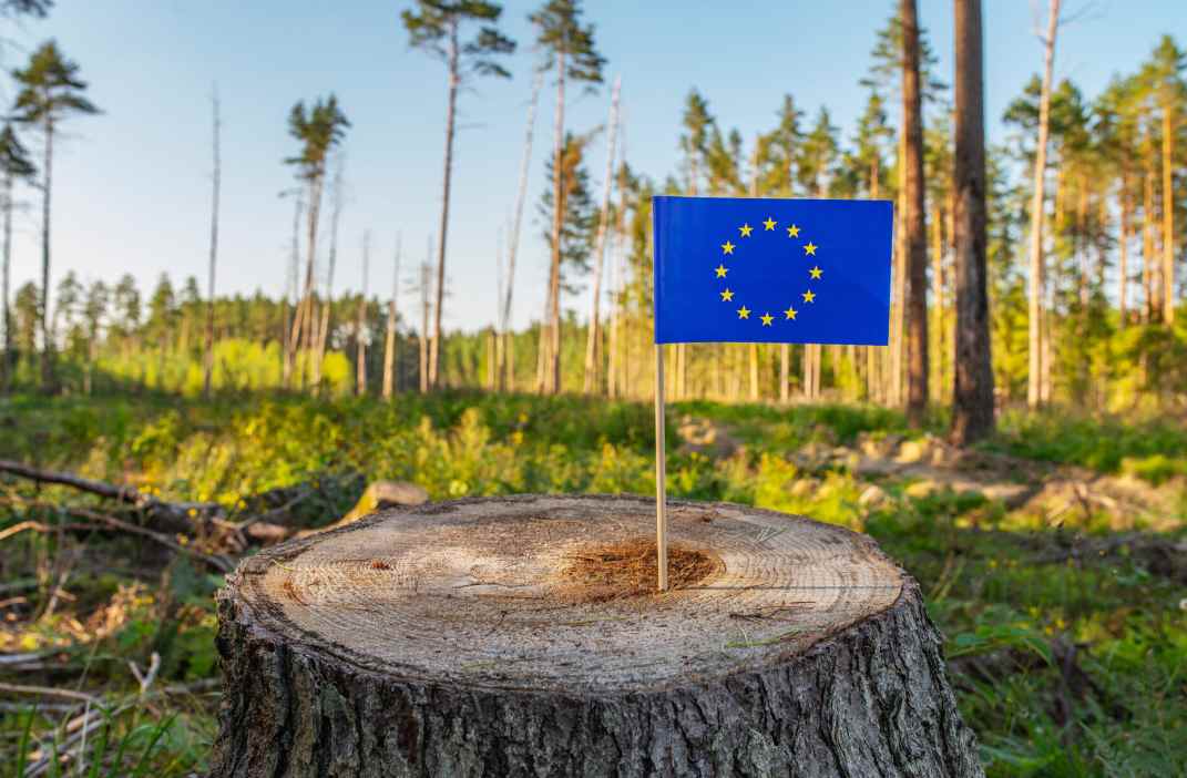欧盟森林砍伐条例再次推迟!中国出口商获得“喘息之机”?(图1) 欧盟森林砍伐条例再次推迟!中国出口商获得“喘息之机”?(图1)
