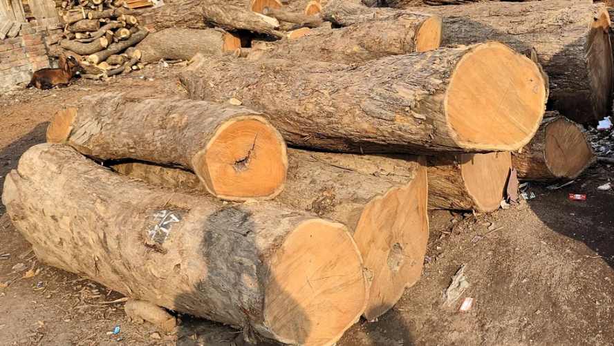 310万元缅甸花梨木被截！泰国突袭仓库，幕后金主盯上中国、越南市场？(图2)
