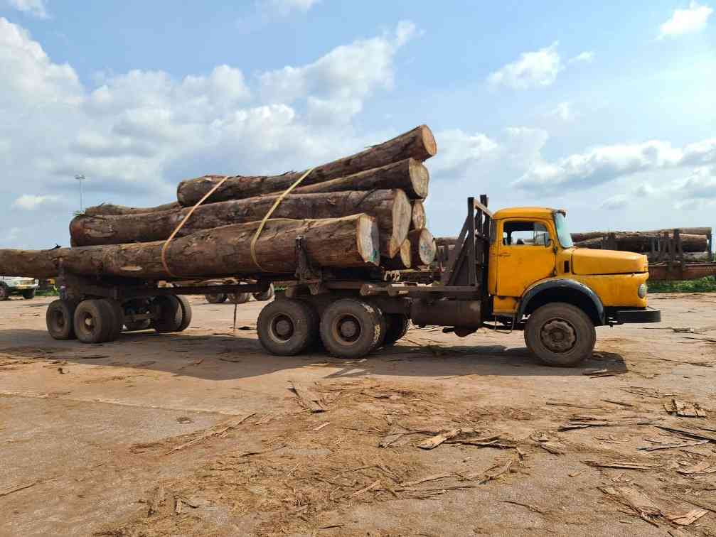 木材走私加剧！比利时港口加强筛查，今年已查获584批货物中20起违规(图1)