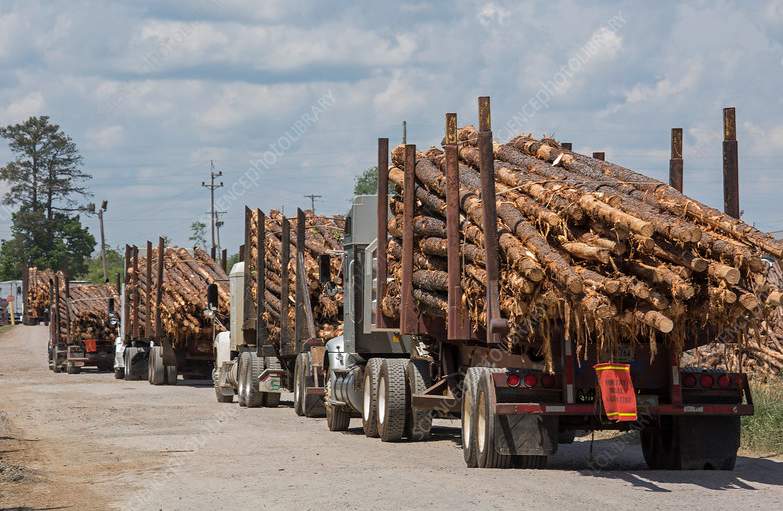市场低迷“浇灭”木材增产计划，行业人士：企业利润减少(图2)