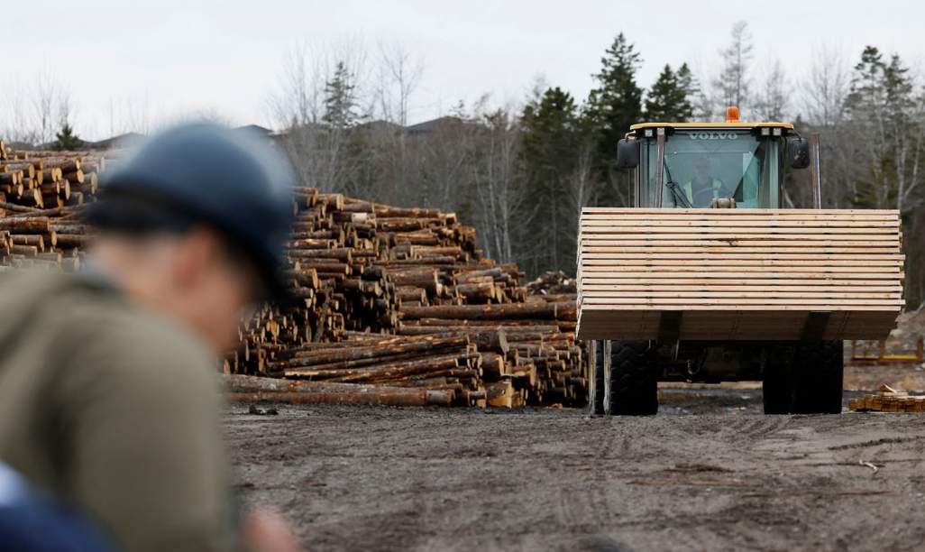 硬木飙升背后：软木拖后腿，中国市场今年难“吃饱”(图2)