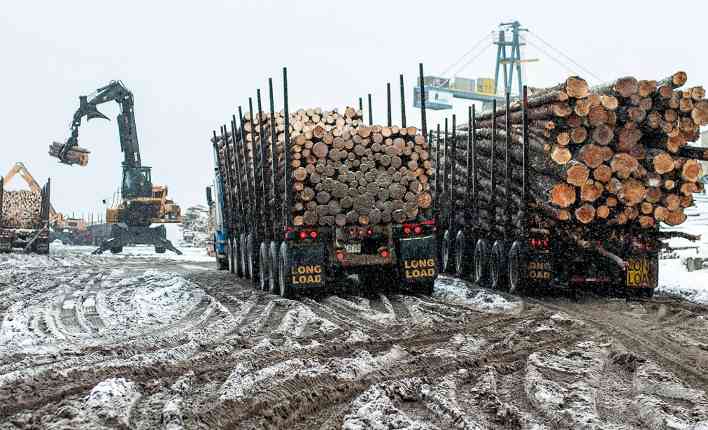硬木飙升背后：软木拖后腿，中国市场今年难“吃饱”(图5)