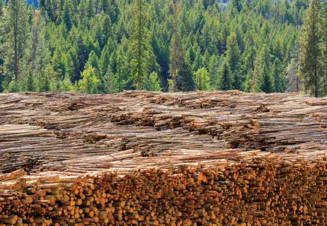 硬木飙升背后：软木拖后腿，中国市场今年难“吃饱”(图1)