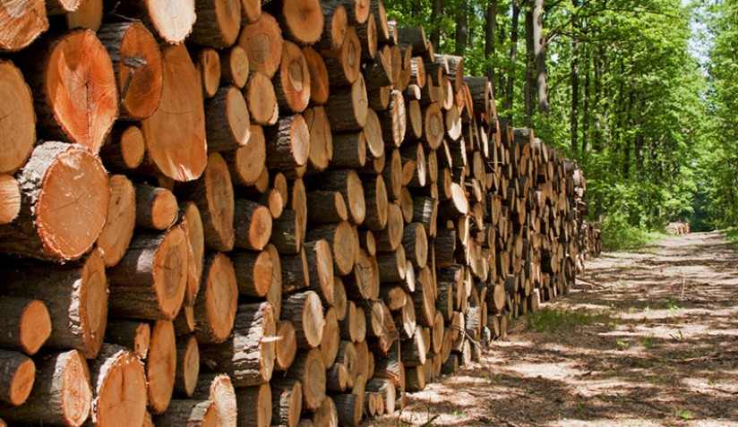 价值240亿澳元！澳大利亚林业赢得议会两党坚定支持(图2)