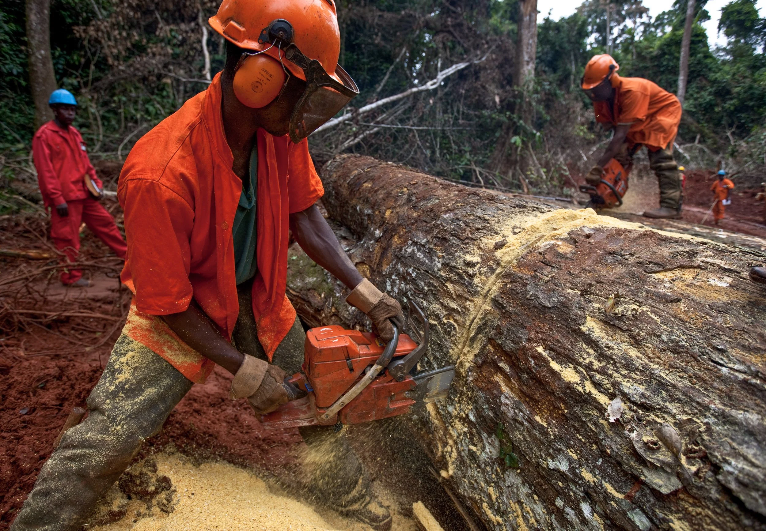 喀麦隆木材出口收入突破1400亿中非法郎，关税政策推动产业升级(图2)