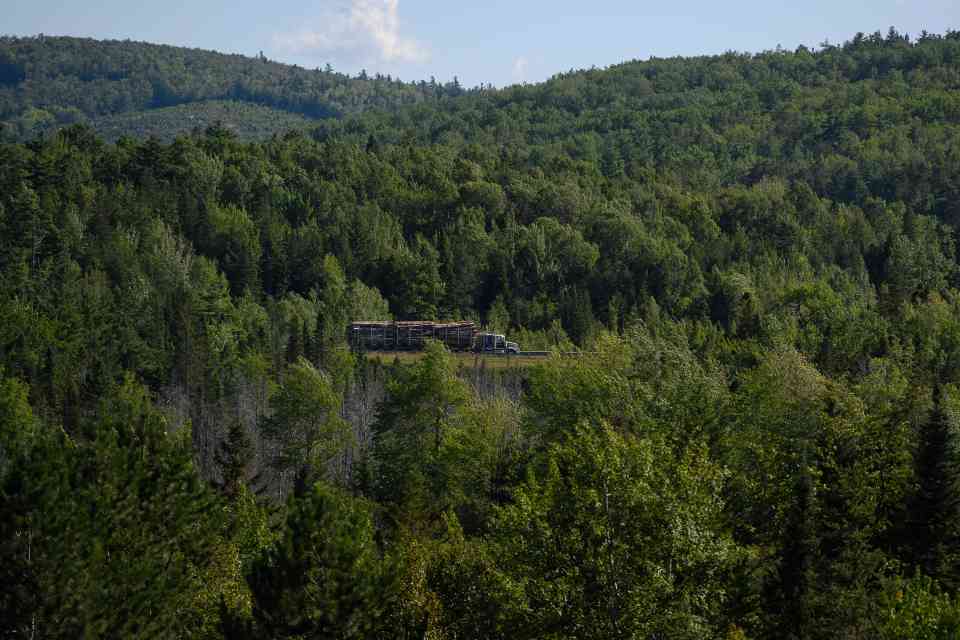 五年250万加元！加拿大林业巨头注资UNB培育数字林业人才(图2)