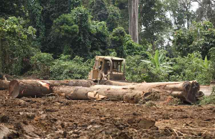海关数据“预警”:非洲木材进口“崩了”!中国进口减少60%!(图3) 海关数据“预警”:非洲木材进口“崩了”!中国进口减少60%!(图3)
