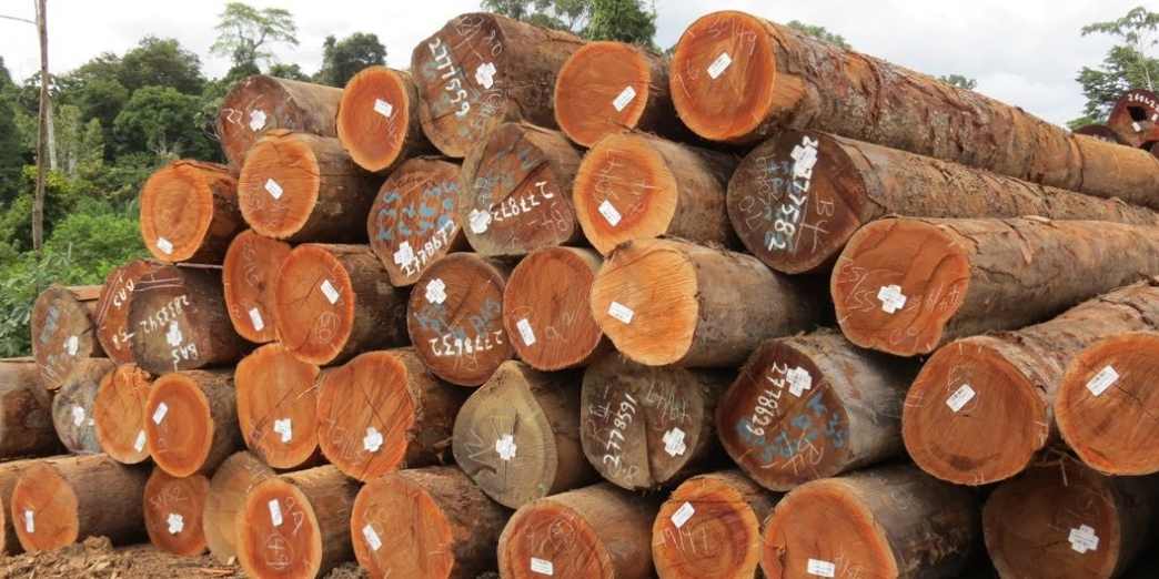 海关数据“预警”:非洲木材进口“崩了”!中国进口减少60%!(图4) 海关数据“预警”:非洲木材进口“崩了”!中国进口减少60%!(图4)