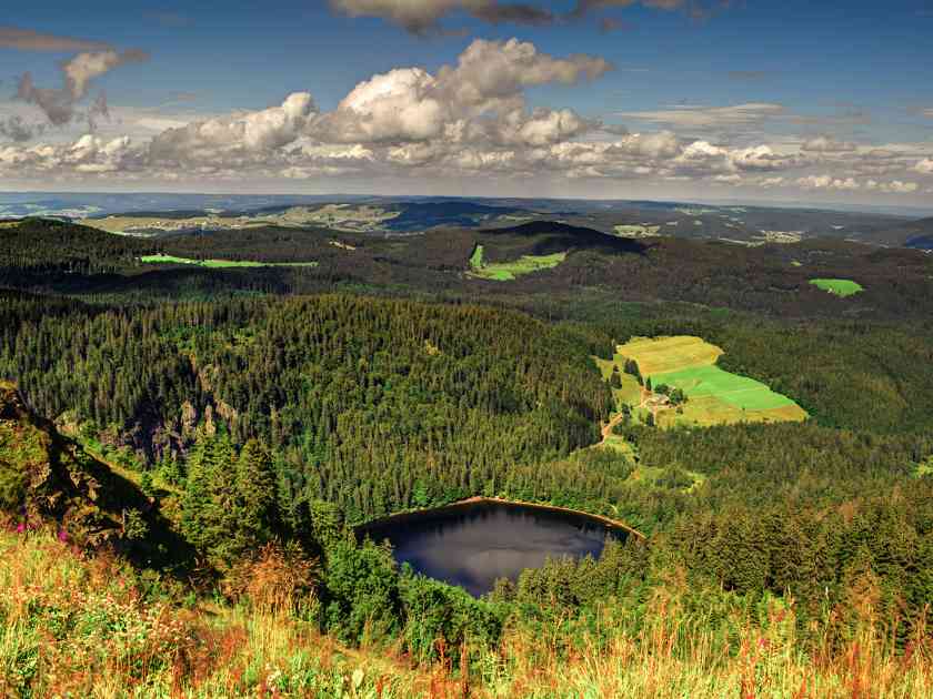 欧盟新规将致德国木材业损失18亿欧元，中小企业合规压力最大(图2)