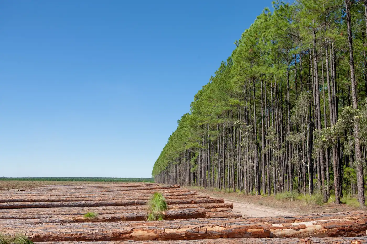 印尼大力发展木质生物质能源，助力2030年净碳汇目标(图1)