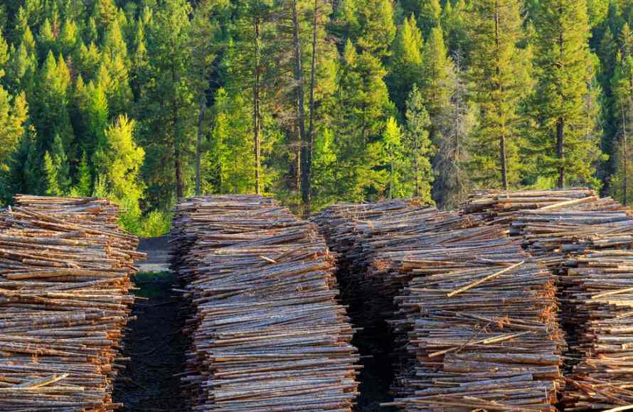 放弃上诉!这国须为木材出口累计“付费”7.6亿!(图2) 放弃上诉!这国须为木材出口累计“付费”7.6亿!(图2)