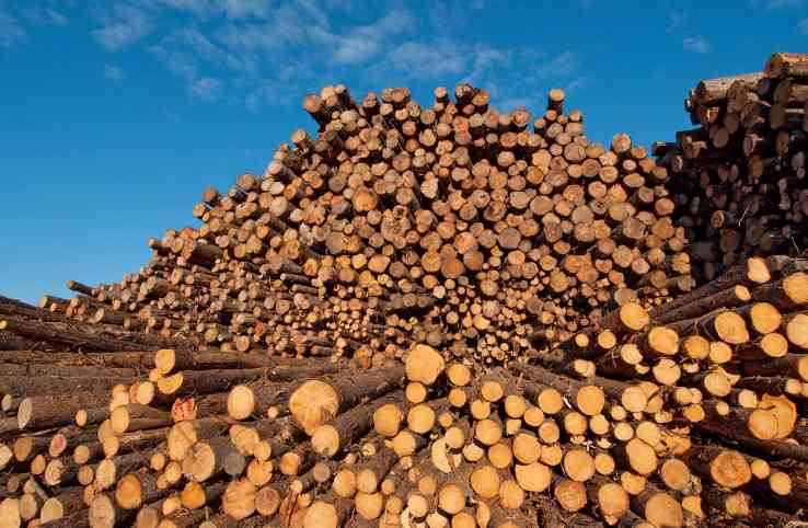 放弃上诉!这国须为木材出口累计“付费”7.6亿!(图1) 放弃上诉!这国须为木材出口累计“付费”7.6亿!(图1)