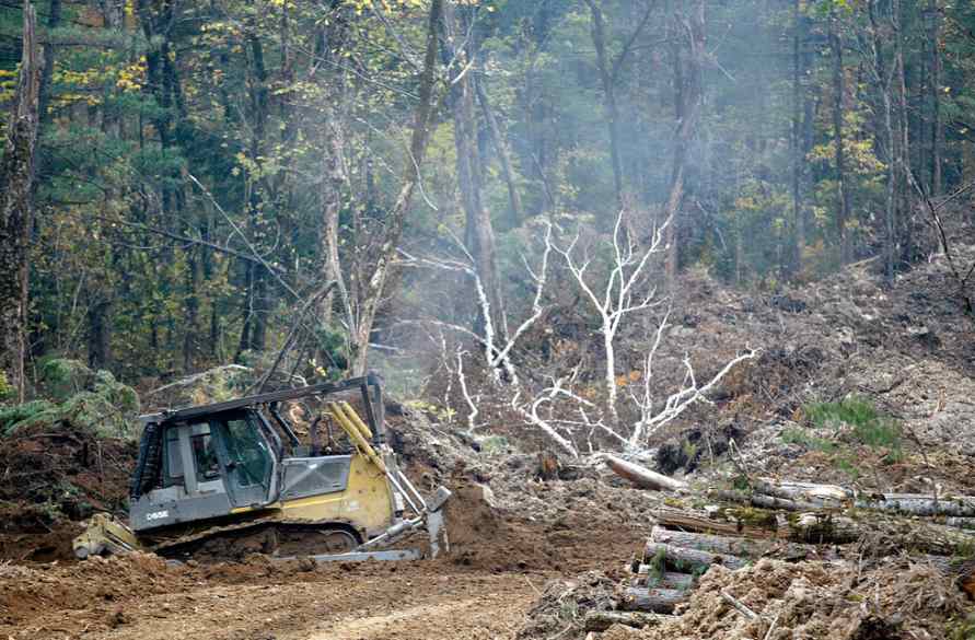 紧急放开“砍树指标”限制，木材市场要变天？(图2)