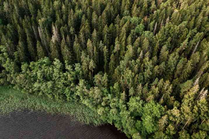 驯鹿成为北方森林“气候缓冲器”，有效抑制碳排放波动(图2)