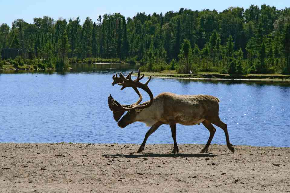 驯鹿成为北方森林“气候缓冲器”，有效抑制碳排放波动(图1)