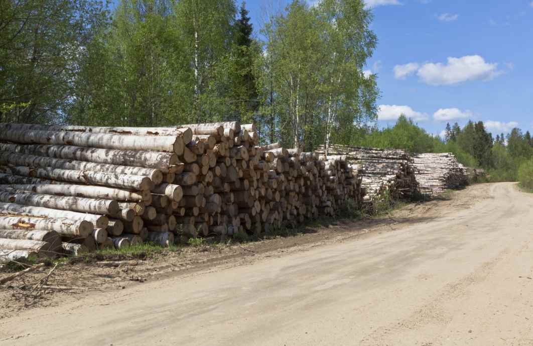 紧急放开“砍树指标”限制，木材市场要变天？(图3)