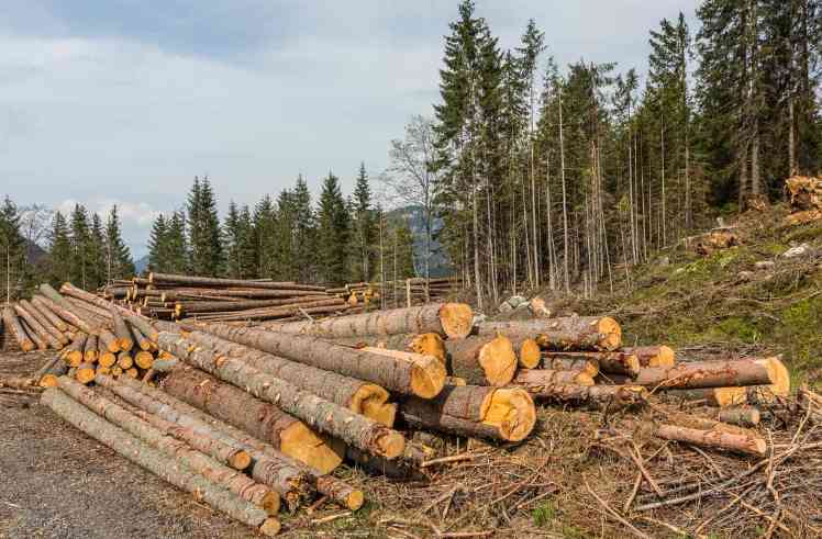 紧急放开“砍树指标”限制，木材市场要变天？(图4)