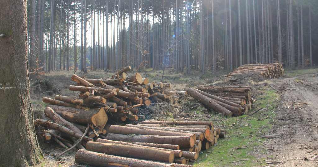 2470亿损失预警!欧洲森林气候危机倒逼造林改革(图2) 2470亿损失预警!欧洲森林气候危机倒逼造林改革(图2)