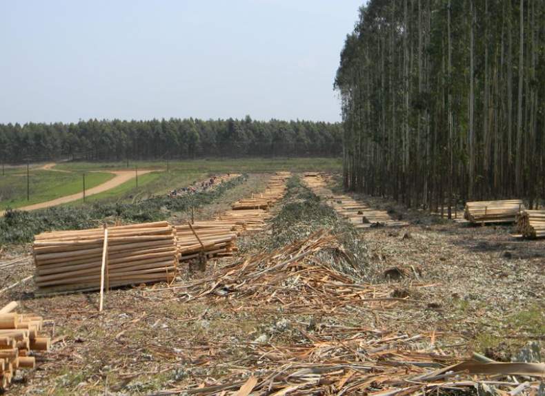 投资机构出手!南非这家百年木材公司得到重大投资(图1) 投资机构出手!南非这家百年木材公司得到重大投资(图1)