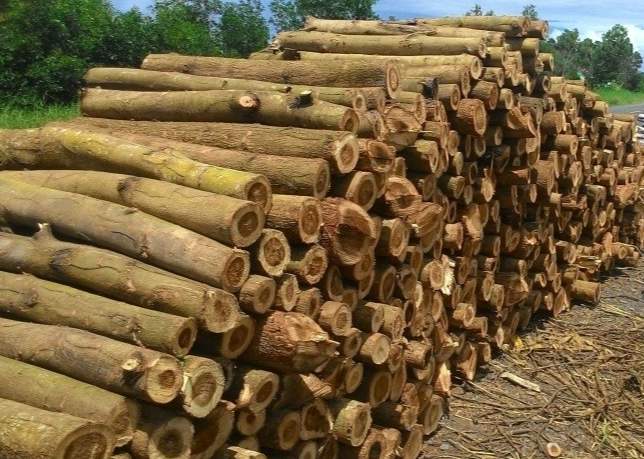 9月最新木材价格公布：最高价较同期翻番，最低下跌17.3%(图2)