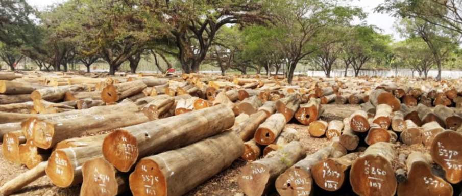 9月最新木材价格公布：最高价较同期翻番，最低下跌17.3%(图3)