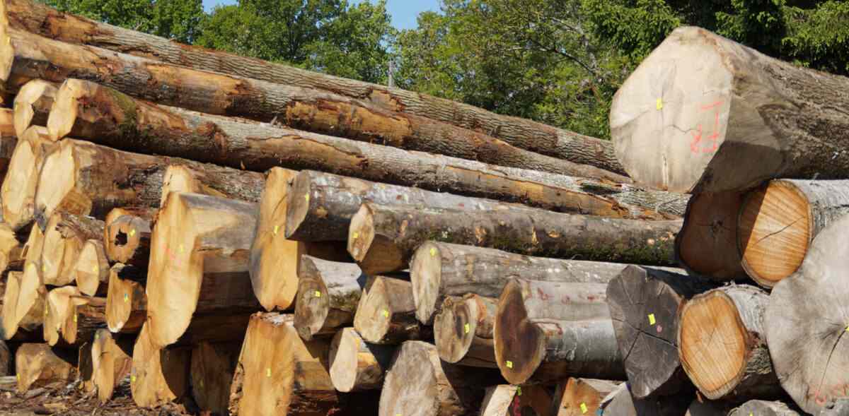 EUDR 来袭：欧洲木材行业年增 30 亿欧成本 德奥企业呼吁设 “零风险” 类别(图1)